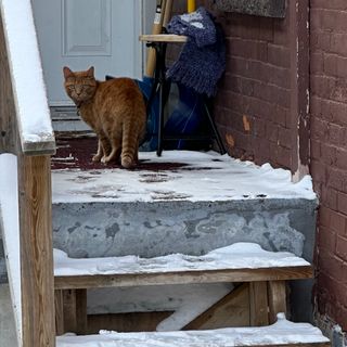 Cat by the porch