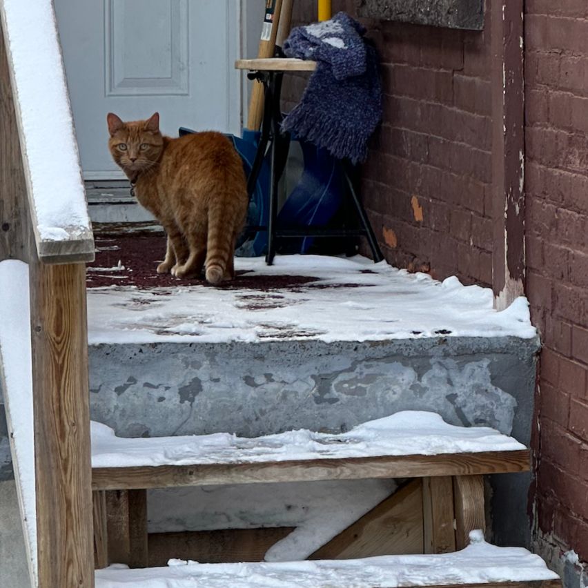 Cat by the porch